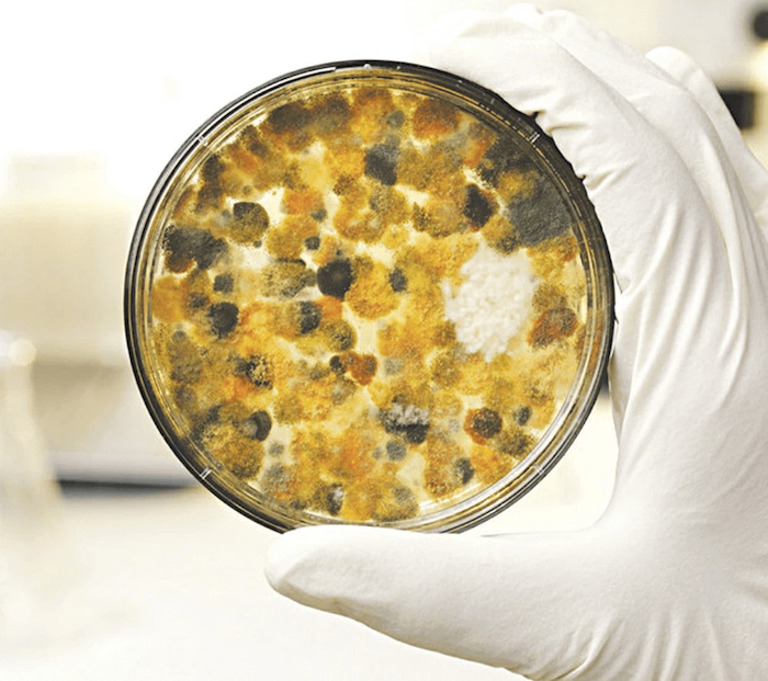Nấm mốc aflatoxin là chất gây ung thư gan mạnh mẽ hàng đầu hoạt động rất bền bỉ với nhiệt vì thế bạn tuyệt đối không ăn mực khô đã bị mốc